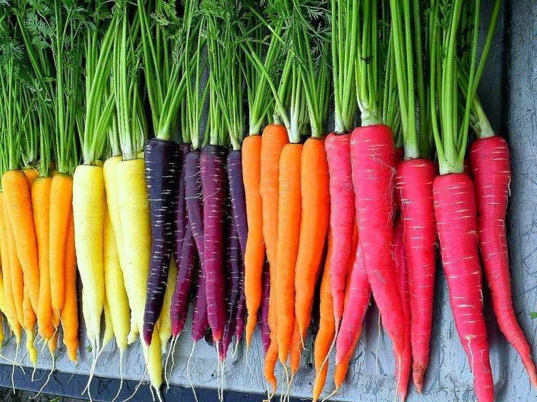 Some Major Varieties Of Carrots