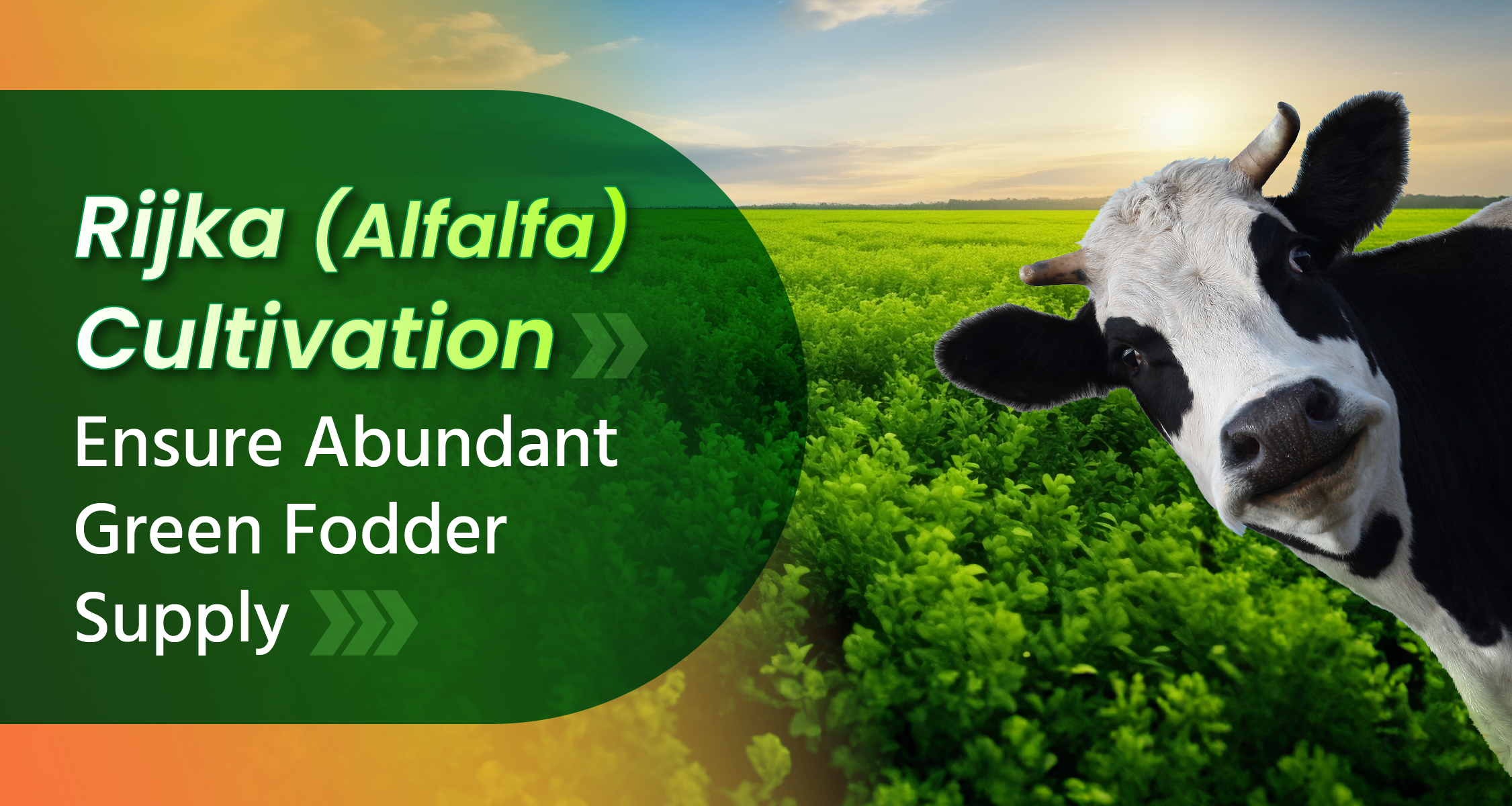 Rijka(Alfalfa) Cultivation: Ensure Abundant Green Fodder Supply