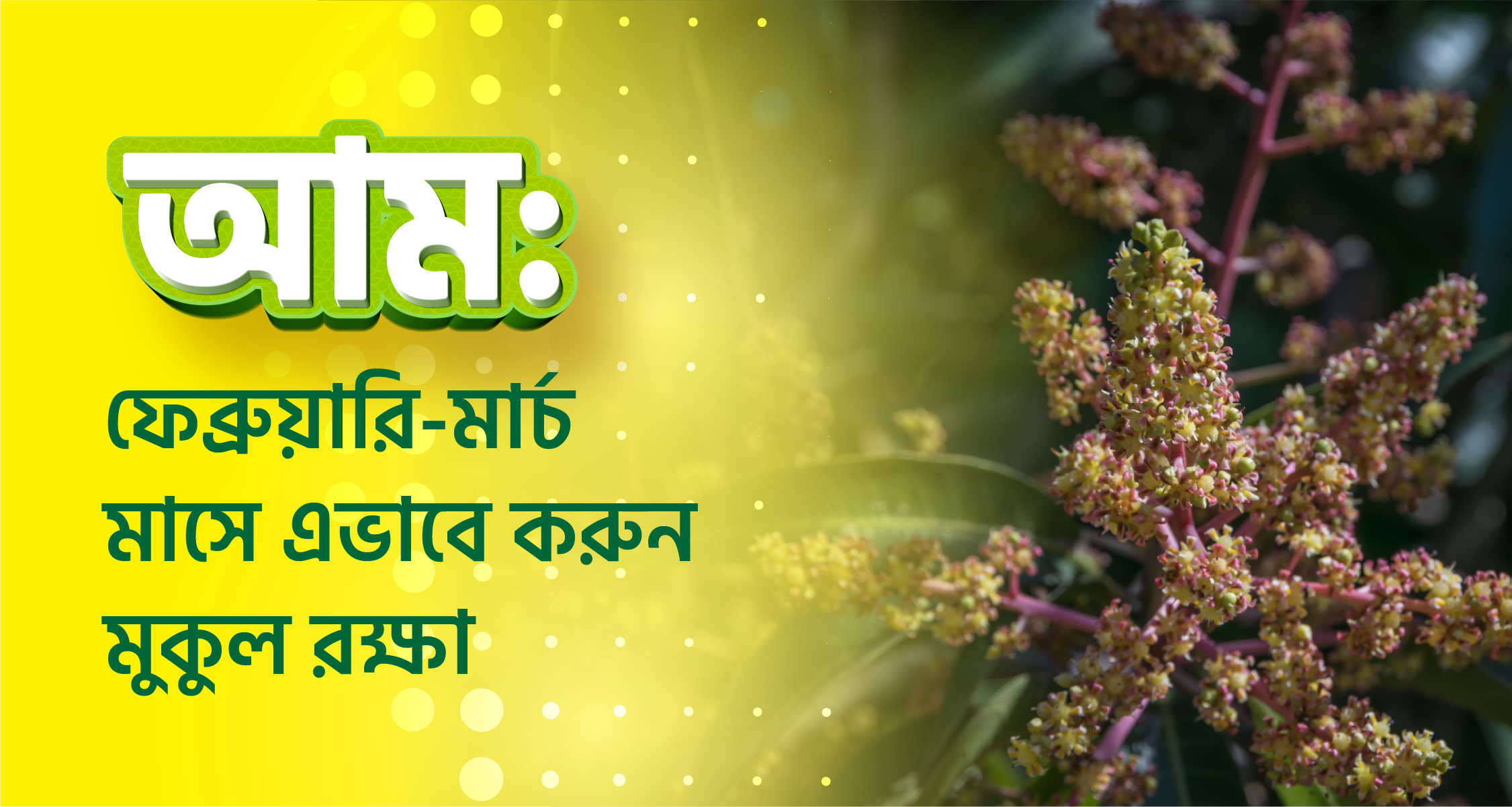 Manabe Mango আম: ফেব্রুয়ারি-মার্চ মাসে এভাবে করুন মুকুল রক্ষা । Mango: How to ...