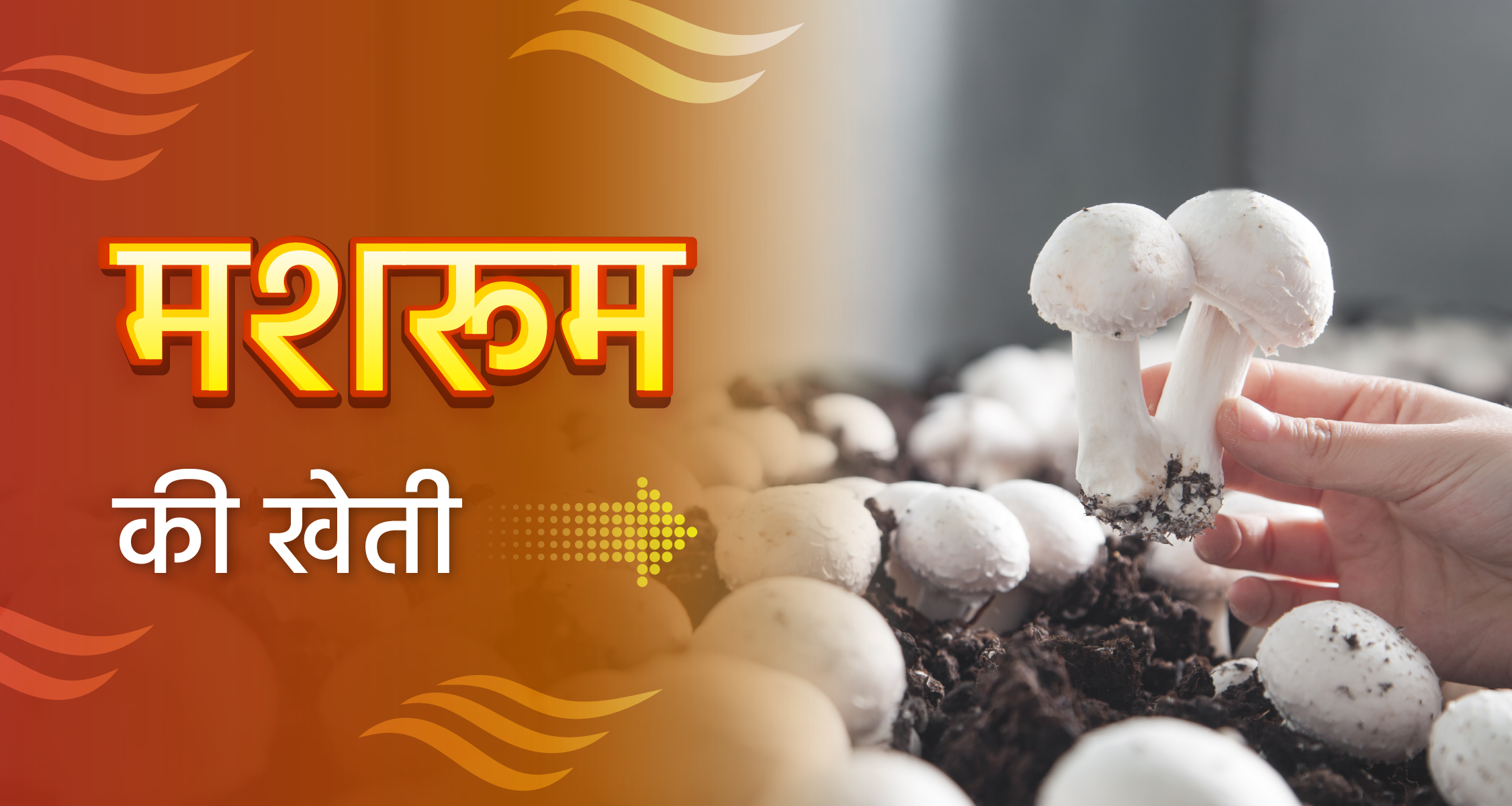 मशरूम की खेती | Cultivation of Mushrooms