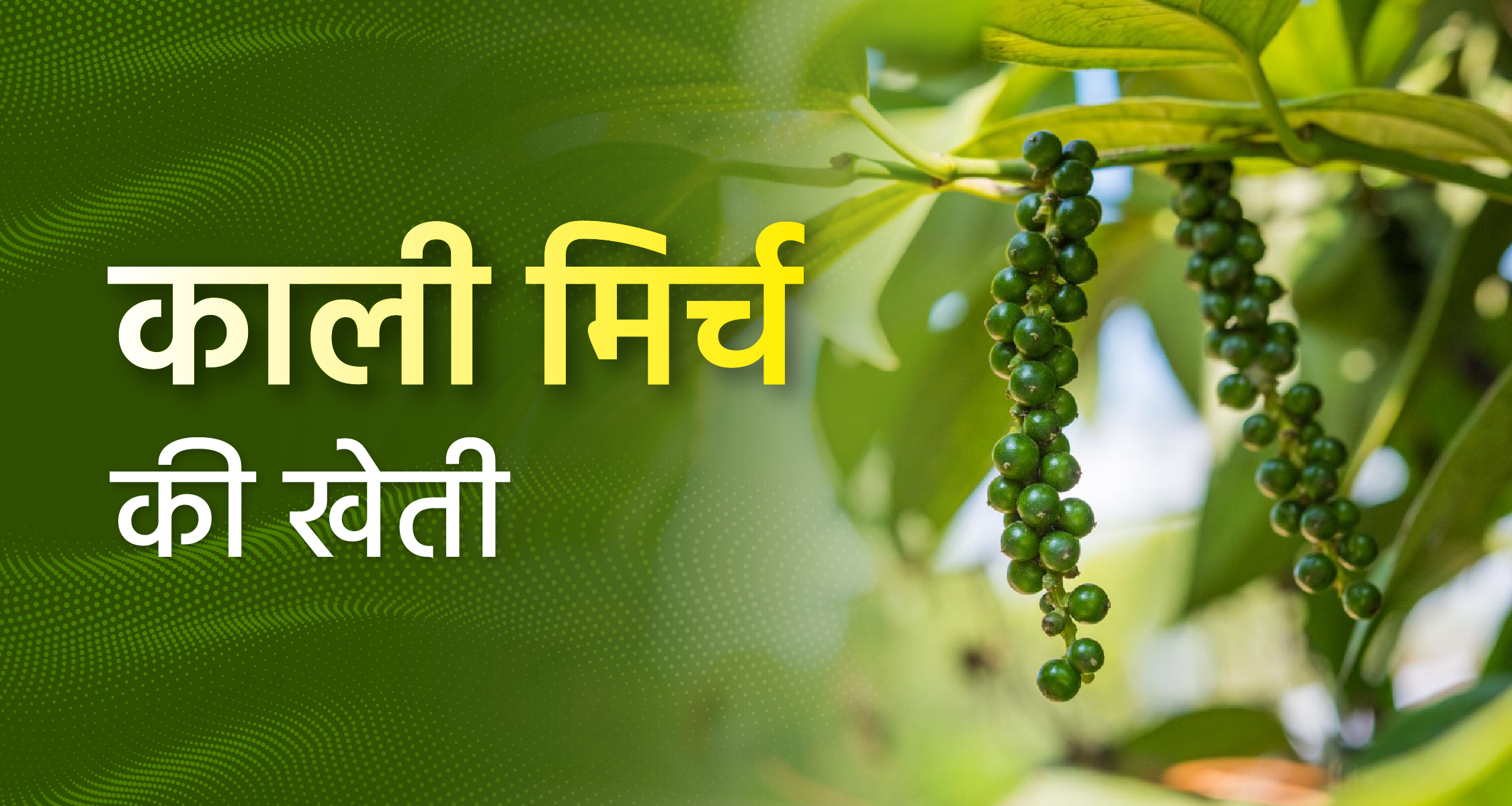 काली मिर्च की खेती (Cultivation of black pepper)