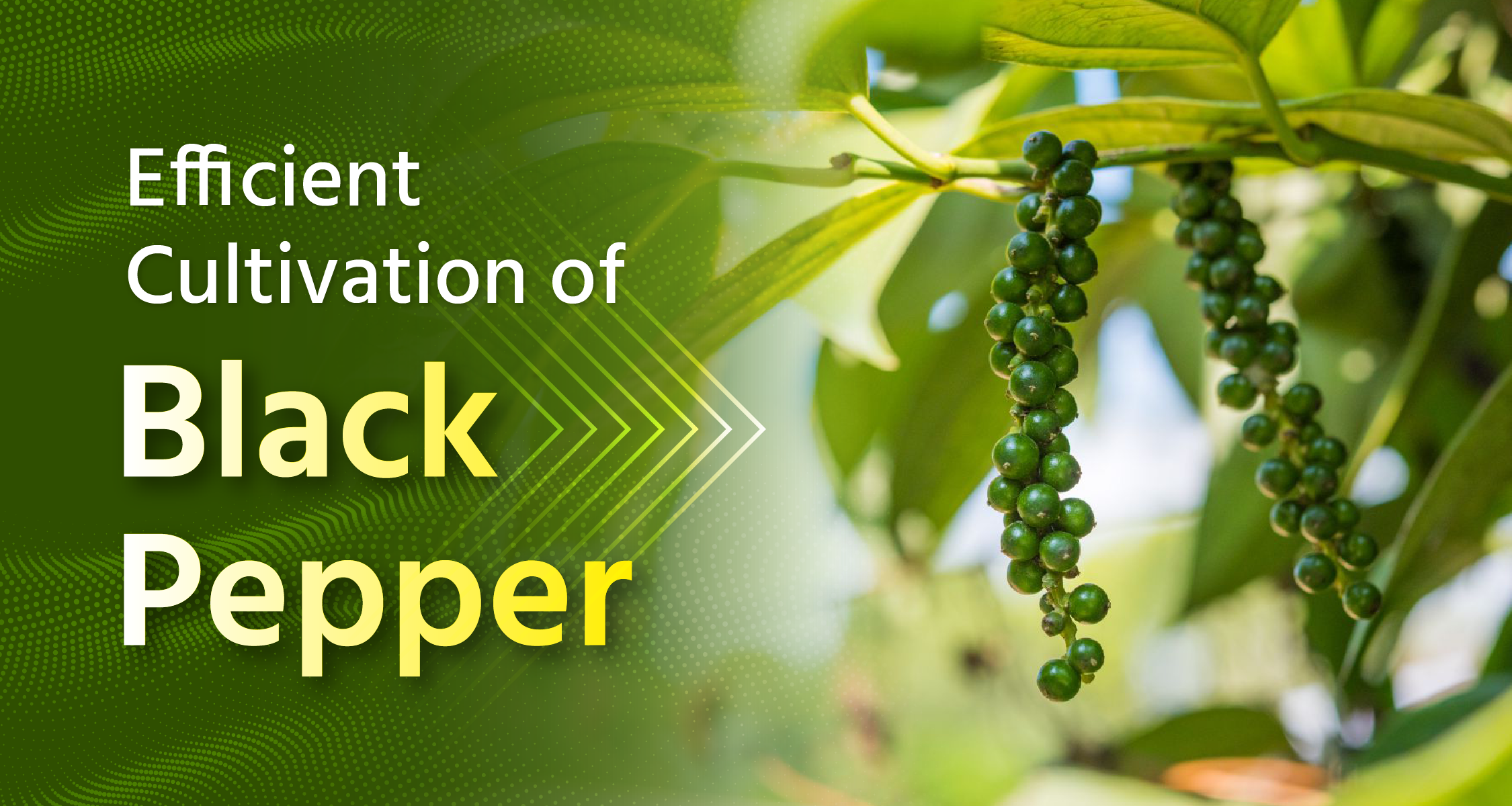 Efficient Cultivation of Black Pepper