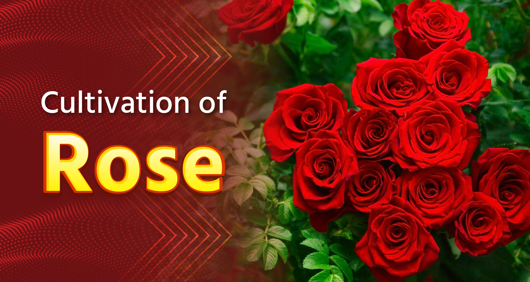 Cultivation of Rose