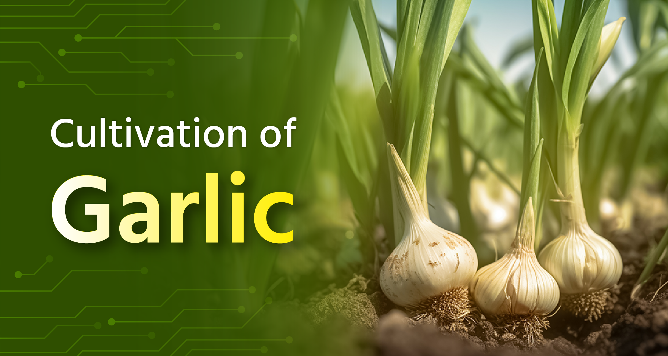 Cultivation of Garlic